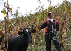 Ya se puede cobrar el bono raíces para agricultores y pecuarios.