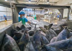 Más de 350.000 toneladas de atún procesado se exportan cada año desde las plantas de Manta y Posorja.