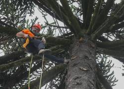 El italiano Andrea Maroè, especialista en escalar árboles gigantes, sube al árbol araucaria que se encuentra en la Plaza de la Independencia, ubicada en Quito.