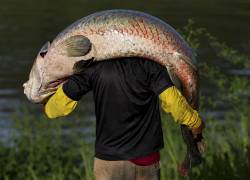 El pirarucú: cazadores furtivos acechan al majestuoso pez gigante del Amazonas