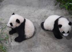 Nacidas el 2 de diciembre en el zoo, las dos pandas están apadrinadas por el futbolista francés Kylian Mbappé y por la atleta olímpica china Zhang Jiaqui.
