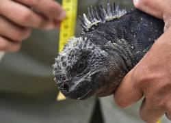 Científicos del Parque Nacional Galápagos monitorean iguanas marinas en una playa de la isla Santa Cruz, en el archipiélago de Galápagos, el 16 de julio de 2015.