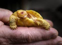 Con apenas un mes de vida, la tortuga pesa unos cincuenta gramos y entra en la palma de una mano.