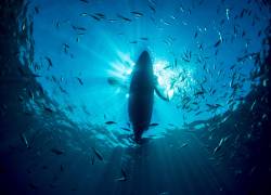 (FILES) Fish swim around a kayak photographed from underwater in a cove off Portofino, Italy on September 9, 2015. According to the European Union's Copernicus Marine Service, the world's oceans just experienced their hottest June on record, global average sea surface temperatures in June were 20.98C, beating the previous records of 2023 and 2024, and could set fresh highs in the months ahead as El Nino and climate change drive temperatures even higher, scientists said on July 01, 2026. (Photo by Olivier MORIN / AFP)