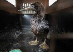 Las aves bañadas de petróleo fueron llevadas al zoológico Parque de Las Leyendas. Allí, los veterinarios luchan por salvarles la vida y sacarles el crudo del plumaje.