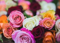 Fotografía referencial de un cargamento de rosas.