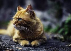 Polémica guerra contra los gatos en Australia: por este motivo los felinos podrían ser eliminados