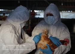 La influenza aviar H5 afecta a aves de corral domésticas y silvestres, pero no se transmite a los seres humanos través del consumo de carne y/o huevos