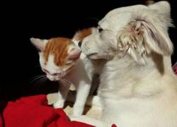 Ecuador y Perú lanzan campaña binacional de vacunación antirrábica canina y felina