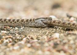 Científicos descubren canibalismo entre reptiles de Galápagos