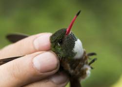 Fotografía de un ave de la especie amazilis amazilia, que habita en la zona donde investigadores detectaron daño genotóxico en seres.