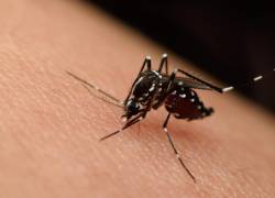 Ecuador registra primer caso de chikunguña; Ministerio de Salud da detalles sobre persona contagiada