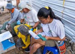 El Parque Nacional Galápagos tiene varias opciones de voluntariado para el 2024.