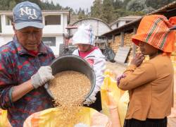 El programa Cultiva de Moderna Alimentos fomenta la producción de trigo ecuatoriano entre medianos y pequeños agricultores de Carchi, Chimborazo, Bolívar, Imbabura y Pichincha.