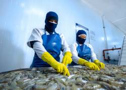 Exportquilsa se ubicó entre las diez principales exportadoras de camarón en el 2022. China, Estados Unidos y la Unión Europea fueron sus principales destinos.