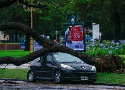 Por el fuerte temporal, varios árboles cayeron en Buenos Aires.