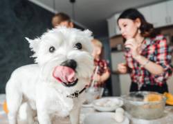 10 alimentos que tu perro ¡no debe comer!