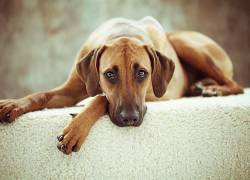 La artrosis y sus afectaciones en las mascotas