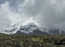 Una vicuña deambula por las faldas del volcán Chimborazo, en los Andes centrales de Ecuador, el 18 de febrero de 2019.