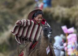 Niños jinetes participan de la Llamingada, una carrera en la que niños de entre 8 y 13 años de edad compiten con sus llamingos (llamas), en el sector de Agualongo Pamba, en Salcedo provincia de Cotopaxi.