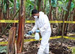 Un técnico de Agrocalidad realiza tareas fitosanitarias en una finca bananera.