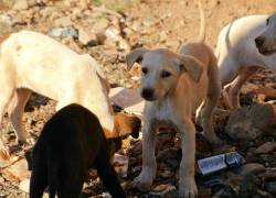 Perritos callejeros en una imagen referencial.