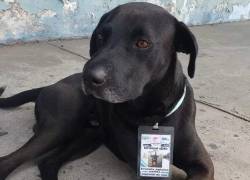 Perro callejero consiguió trabajo en una terminal de buses