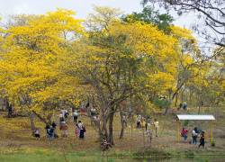 Colimes, en Guayas, se prepara para recibir a turistas en el primer florecimiento de guayacanes 2026