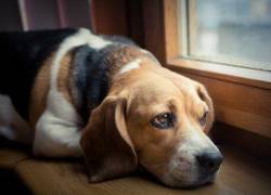 8 señales de que tu perro está sintiendo dolor