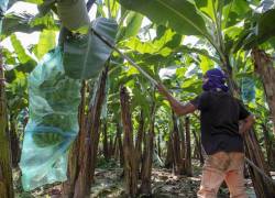 Ecuador cuenta con más de 160.000 hectáreas de banano, que en 2021 generaron 3.485 millones de dólares en ventas a todo el mundo.