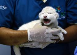 Un cuidador del zoológico muestra un cachorro de león blanco sudafricano nacido el pasado lunes en el Zoológico Las Delicias, en Maracay, estado Aragua, Venezuela, el 29 de noviembre de 2023.