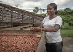 Familias productoras de cacao de dos asociaciones son parte del proyecto de reactivación económica.