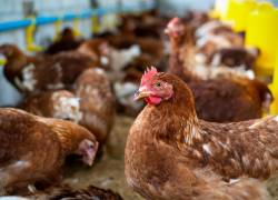La Organización Mundial de la Salud (OMS) señaló que la gripe aviar normalmente no infecta a los seres humanos.