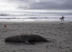 La polémica surgió luego de que un lobo marino muerto no fue retirado de la arena y simplemente fue tapado con un montón de tierra.