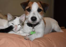 Tribunal condena a un hombre a pagar pensión alimenticia a cinco perros y un gato