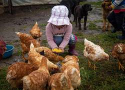La desnutrición crónica infantil puede ocasionar problemas de aprendizaje en la edad escolar, sobrepeso, obesidad y enfermedades no transmisibles.