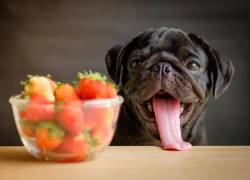 Alimentos idóneos para la salud de nuestras mascotas