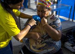 Más de 700 mascotas esperan por un hogar tras los devastadores terremotos en Venezuela