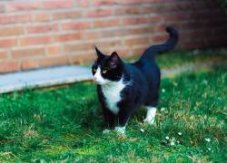 Día Internacional del Gato: lo que todo tutor debe saber sobre su comportamiento