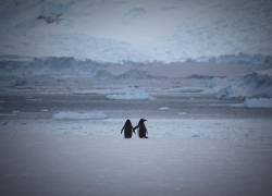 Fotografía referencial de pingüinos de la Antártida.