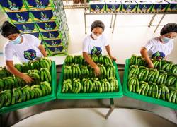 La diversificación ha sido una de las claves para sostener las exportaciones en momentos donde los mercados tradicionales se contraen.