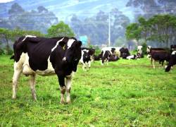 Ecuador produce 200.000 toneladas métricas de carne al año.