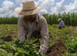 Agricultores realizan labores de campo en un cultivo.