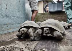 Islas Galápagos: 563 tortugas gigantes fueron repatriadas en el 2023