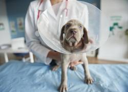 Día Mundial de la Esterilización Animal: ¿por qué este procedimiento puede prevenir enfermedades en perros y gatos?