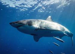 Imagen referencial de un tiburón. (Foto: Unsplash.)