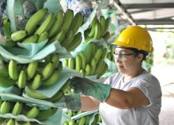 Las exportaciones de banano ecuatoriano de enero a septiembre de 2022 dejan cifras a la baja, un 8,98% menos que el mismo periodo del año anterior.
