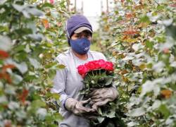 El sector florícola sufrió un impacto de 34 millones de dólares por el paro nacional.