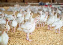 En el 2020, el valor bruto anual de la producción avícola fue de 3.500 millones de dólares.