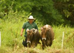 4,6 millones de animales bovinos y bufalinos será inoculados.